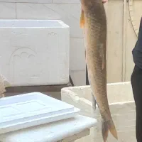 ماهی تازه صید روز