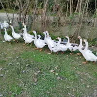 فول غاز  با غاز محلی