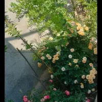 متراژ ۷۰۰ متر ملکی باخونه ۶۰متری تکمیل