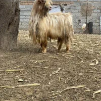 بزغاله نر|حیوانات مزرعه|اردبیل, |دیوار