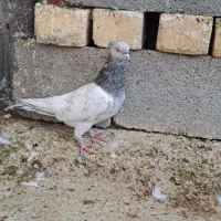 ماده رنگی|پرنده|شیراز, گل سرخ|دیوار