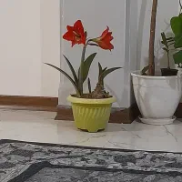 فروش سیم کارت دائمی