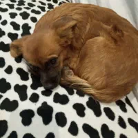 واگذاری توله سگ پامر|سگ|کرج, حصارک بالا|دیوار