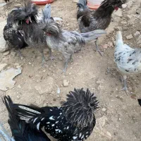 مرغ و خروس لهستانی اصیل|حیوانات مزرعه|سورک, |دیوار