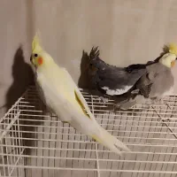 عروس هلندی جوجه