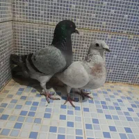 انواع کبوتر