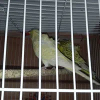 مرغ عشق پروانه ای|پرنده|سراوان, |دیوار