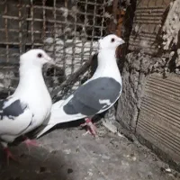 کفتر پشت