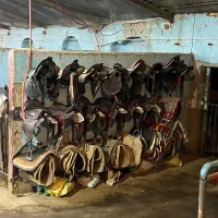 کار در باشگاه اسب سواری