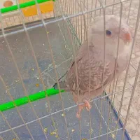 عروس هلندی دستی سراوان|پرنده|سراوان, |دیوار