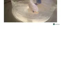 ماهی فایتر هافمون|ماهی|اسلام‌شهر, مطهری|دیوار