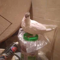 ۳تا کبوتر یا پرنده کتبسر|پرنده|خرمآباد, |دیوار