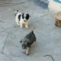 سگ قدرجونی|سگ|مسجد سلیمان, |دیوار