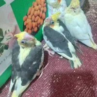 عروس هلندی لوتینوودوکت|پرنده|تهران, هاشم‌آباد|دیوار