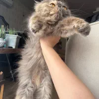 پرشین سوپر فلت