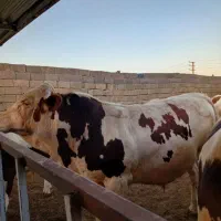 گوساله و گوسفند گوشتی پروار کوردی دو رگه زنده قپان