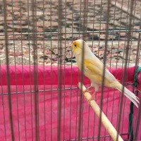 یک جفت قناری مزایکی آماده