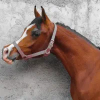 عرب دوسر وارداتی