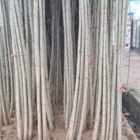 فروش نهال صنوبر ترکیه و کبود|گل و گیاه طبیعی|ساری, |دیوار