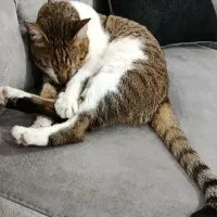 واگذاری گربه