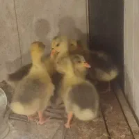 جوجه غاز|حیوانات مزرعه|فومن, |دیوار