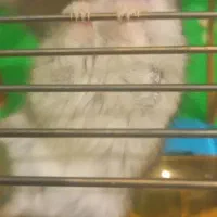 همسفر جفت|موش و خرگوش|قم, سالاریه|دیوار