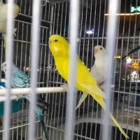 مرغ عشق انگلیسی|پرنده|تهران, جوادیه تهرانپارس|دیوار