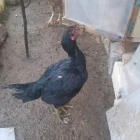 لاری تخم گذار|حیوانات مزرعه|لاهیجان, لیالستان|دیوار