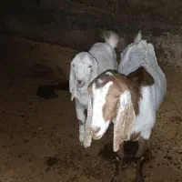 بز به همراه بزغالمه|حیوانات مزرعه|مریوان, |دیوار