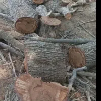 خریدار چوب قطع و هرس درخت|خدمات باغبانی و درختکاری|بندرعباس, |دیوار