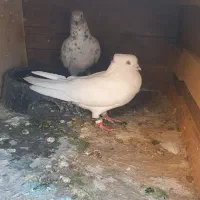 کبوتر|پرنده|دهلران, |دیوار