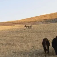 سگ سرابی گله|سگ|بستان آباد, |دیوار