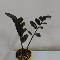 گل آپارتمانی|گل و گیاه طبیعی|اهواز, کوی باهنر|دیوار