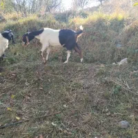 بز پاکستانی