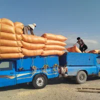 خرید و فروش کاه سفید