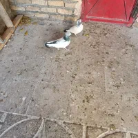 کبوتر نرو ماده تهرانی