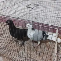 کبوتر|پرنده|گرگان, |دیوار