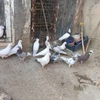 فروش سرجمم|پرنده|سردشت, |دیوار