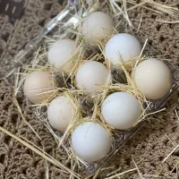 تخم مرغ محلی|خوردنی و آشامیدنی|شیراز, رکن‌آباد|دیوار