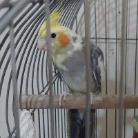 عروس هلندی