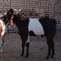 بزغاله نر تخمی