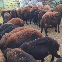 ۶۲راس میش و بره افشاری|حیوانات مزرعه|سجاس رود, |دیوار