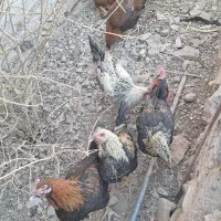 خروس محلی اصل تاج کوچیک