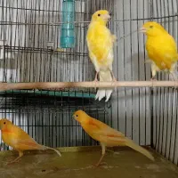 ۴ عدد قناری ۲ تا ماده ۲ تا نر جفت نرفته