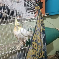 عروس هلندی بالغ ماده