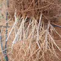 نهال انگور مویز بیدانه کشمش و فخری پرریشه