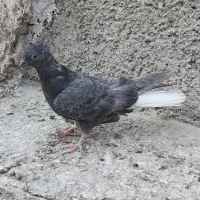 کفتر|پرنده|چهاردانگه (تهران), |دیوار