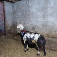 شیشک پلنگی عتیقه