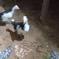 نیمچه خروس گلین|حیوانات مزرعه|اطاقور, |دیوار