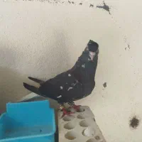 نر ماده عتیقه دم سفید